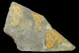 Triple Asaphellus Trilobite Plate With Pos/Neg - Morocco #138932-2